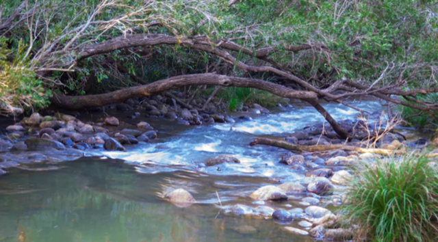 Bigriggen Park Campground, Campsite at Rathdowney | Book at Campedia.com.au