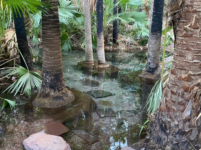 Zebedee Springs - El Questro, Point Of Interest at | Book at Campedia ...